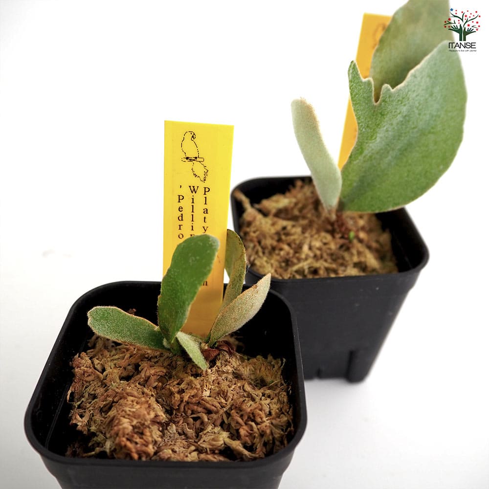 コウモリラン ペドロタツタ 【観葉植物 2.5号／1個売り】