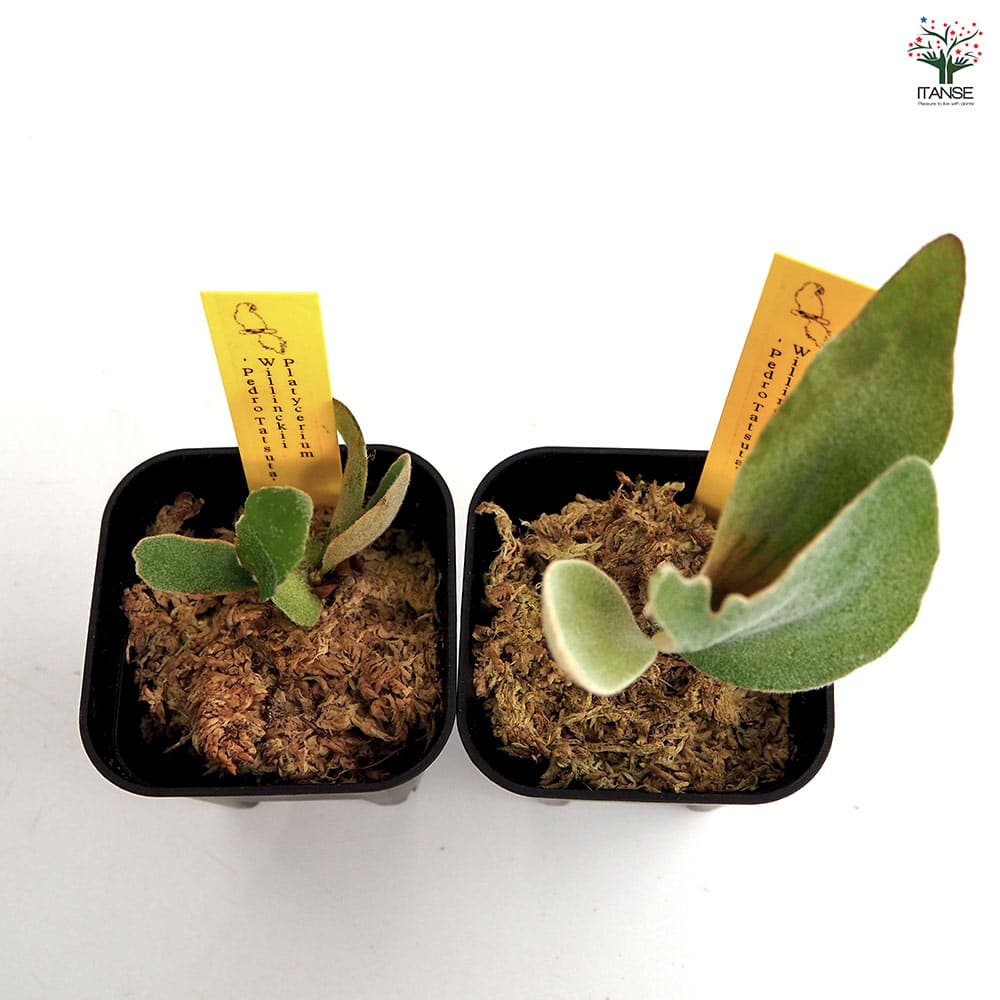 コウモリラン ペドロタツタ 【観葉植物 2.5号／1個売り】