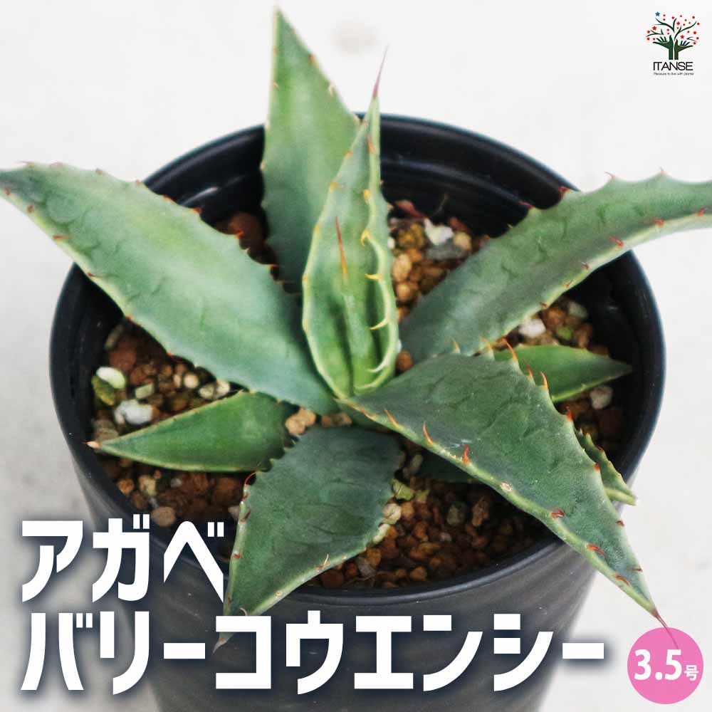 アガベ パリー コウエシー 【多肉植物 3.5号／1個売り】｜ 【植物の