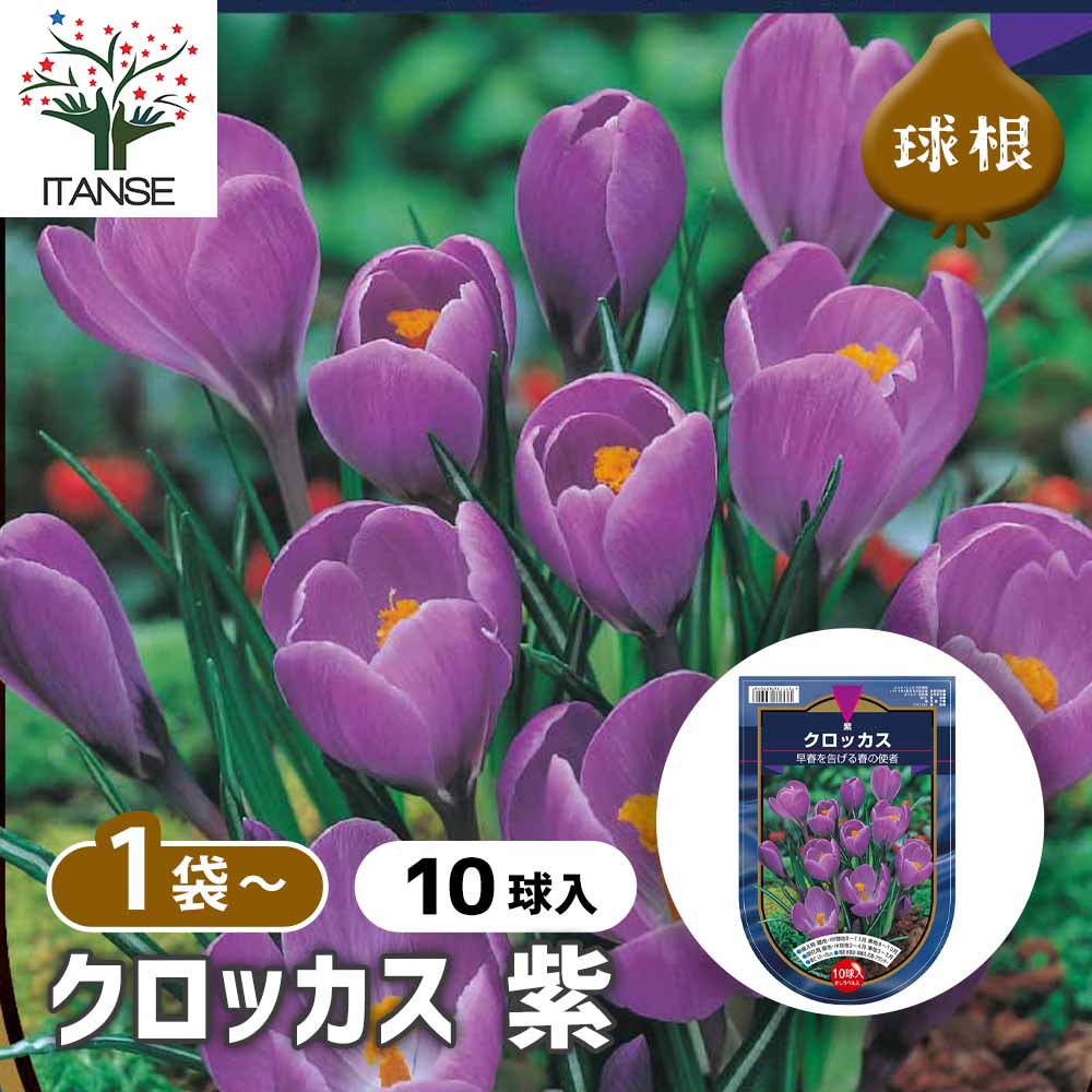 クロッカス 紫 【花球根 10球】｜ 【植物のITANSE】全品送料無料