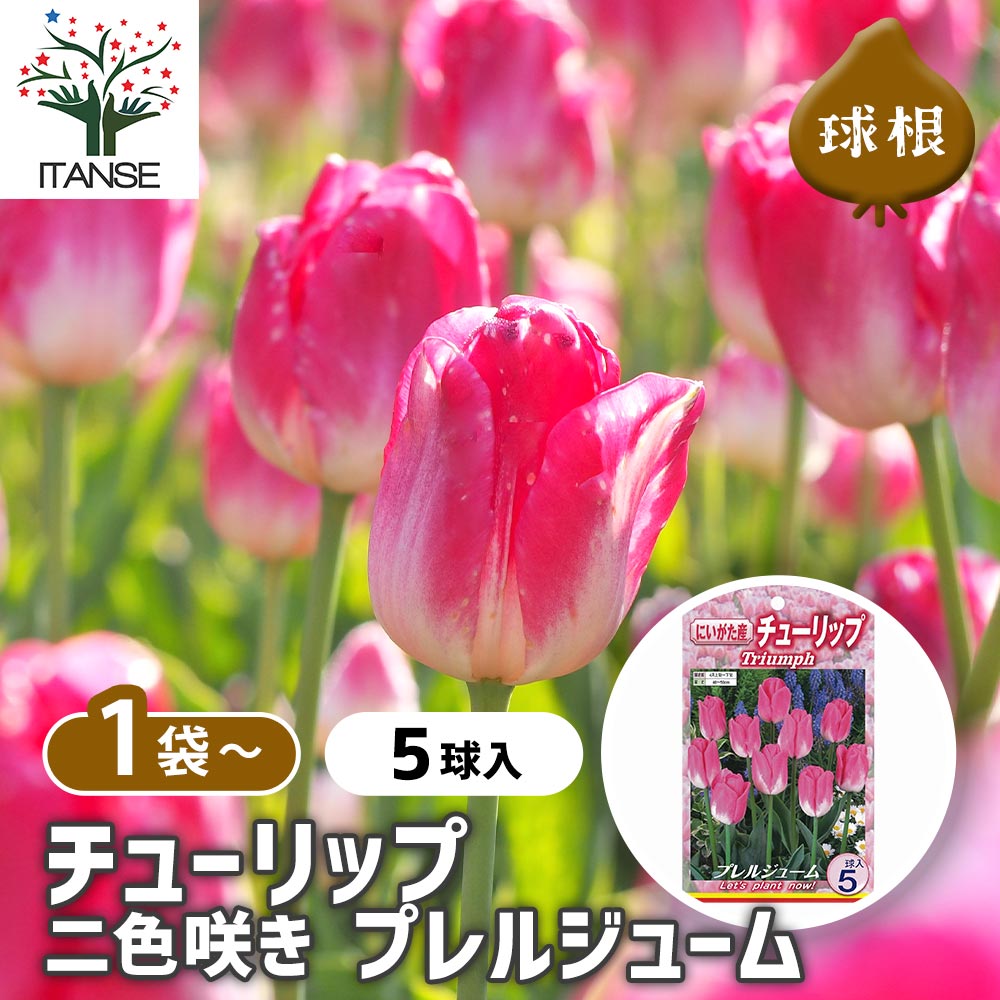 チューリップ 二色咲き プレルジューム 
