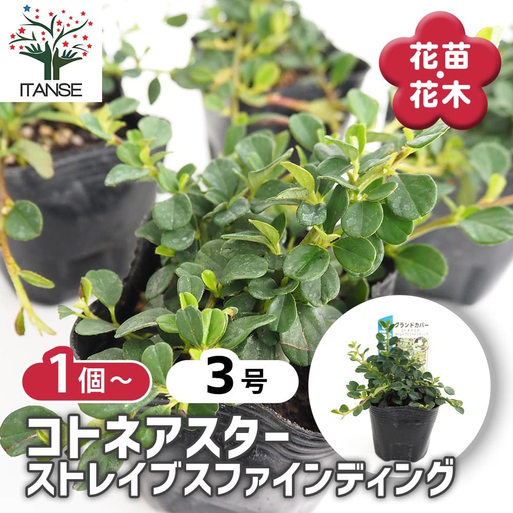 コトネアスター ストレイブスファインディング 【花木苗 3号