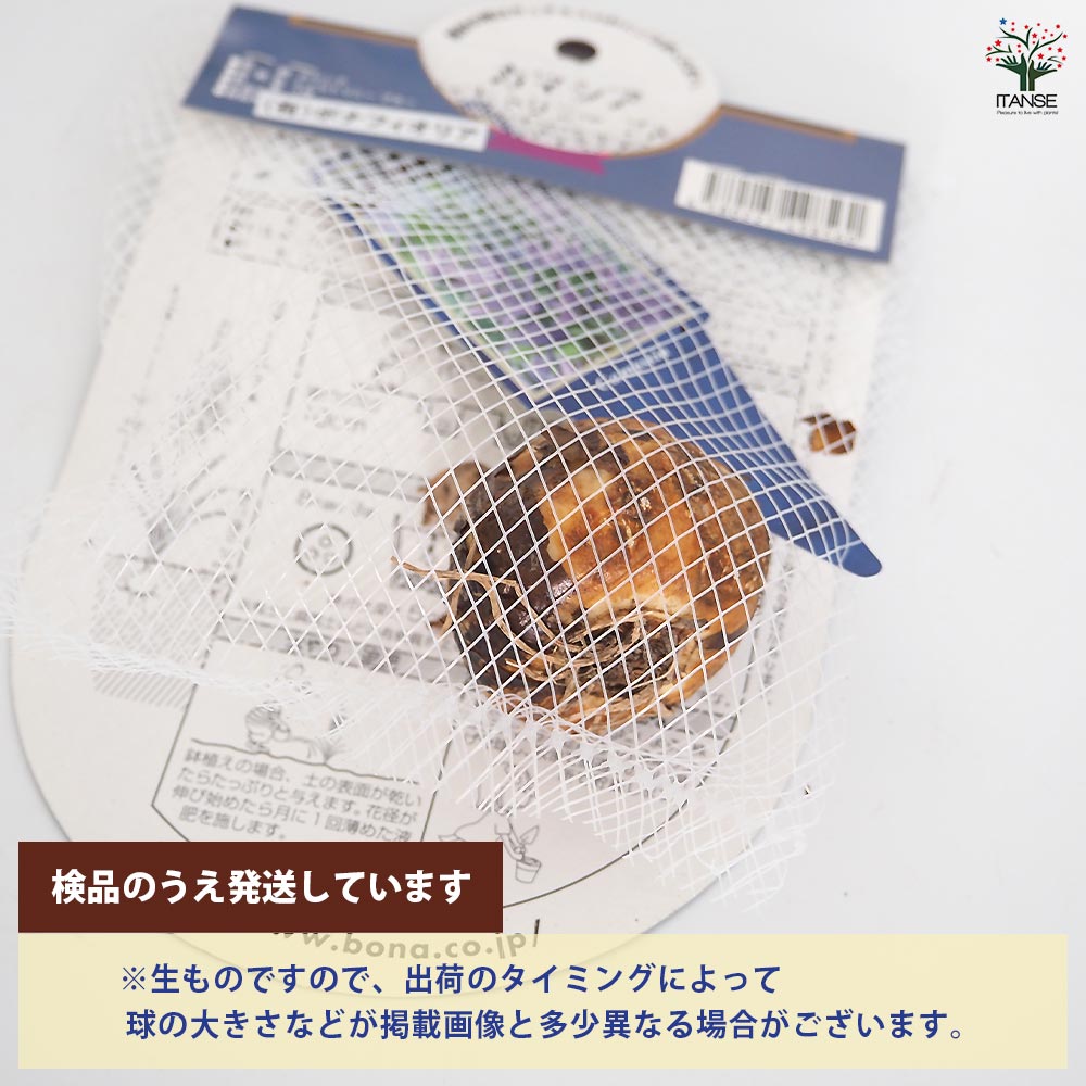 花球根 カマシア レイヒトリニー ブルー 【花球根 1球】