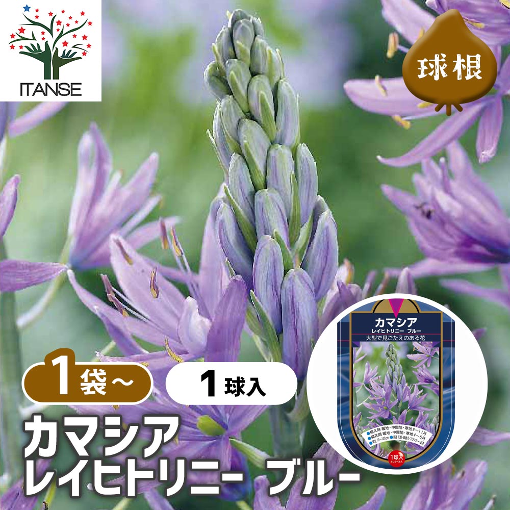 花球根 カマシア レイヒトリニー ブルー 【花球根 1球】