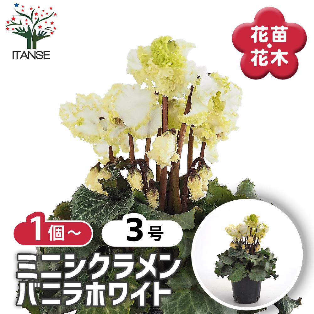 ミニシクラメン バニラホワイト 【花苗 3号】｜ 【植物のITANSE