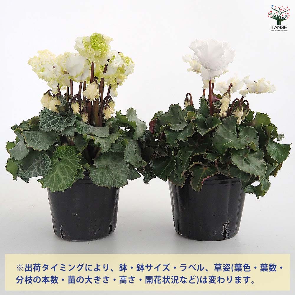ミニシクラメン バニラホワイト 【花苗 3号】｜ 【植物のITANSE