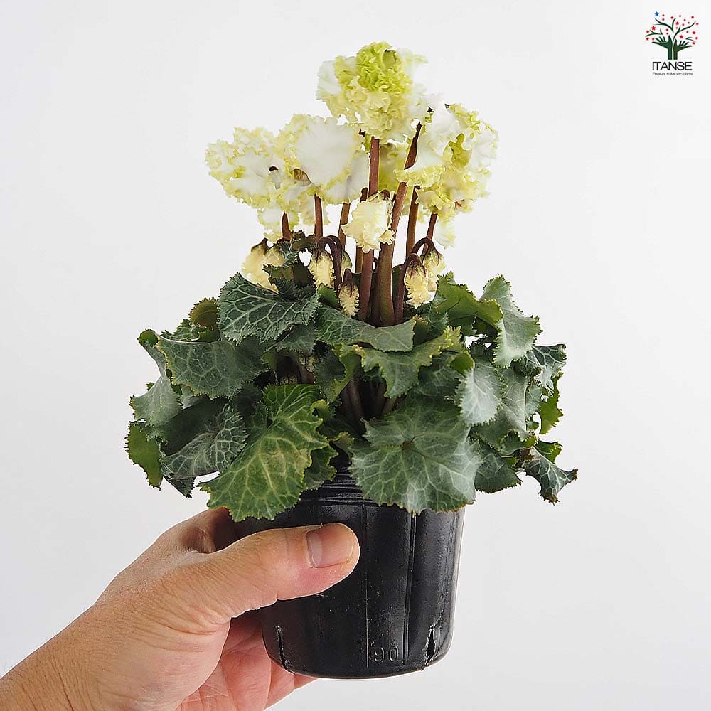 ミニシクラメン バニラホワイト 【花苗 3号】｜ 【植物のITANSE