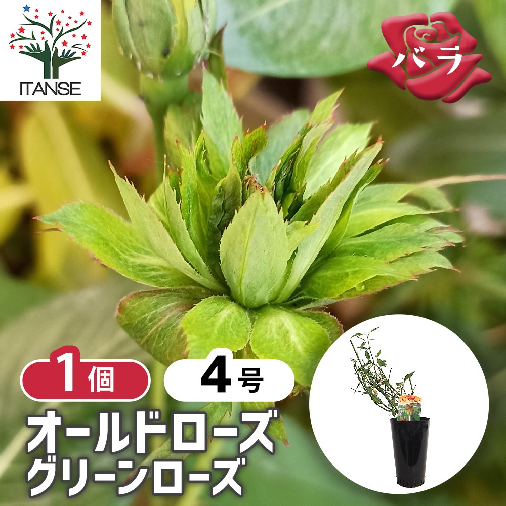 薔薇 グリーンローズ 接木苗【花苗 4号／1個売り】｜ 【植物の
