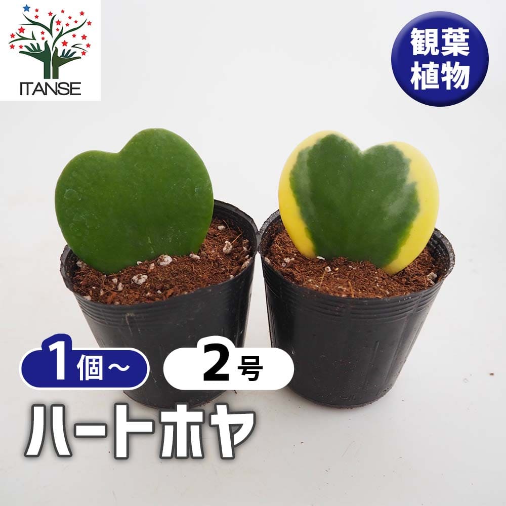 ハートホヤ【観葉植物 2号】｜ 【植物のITANSE】全品送料無料
