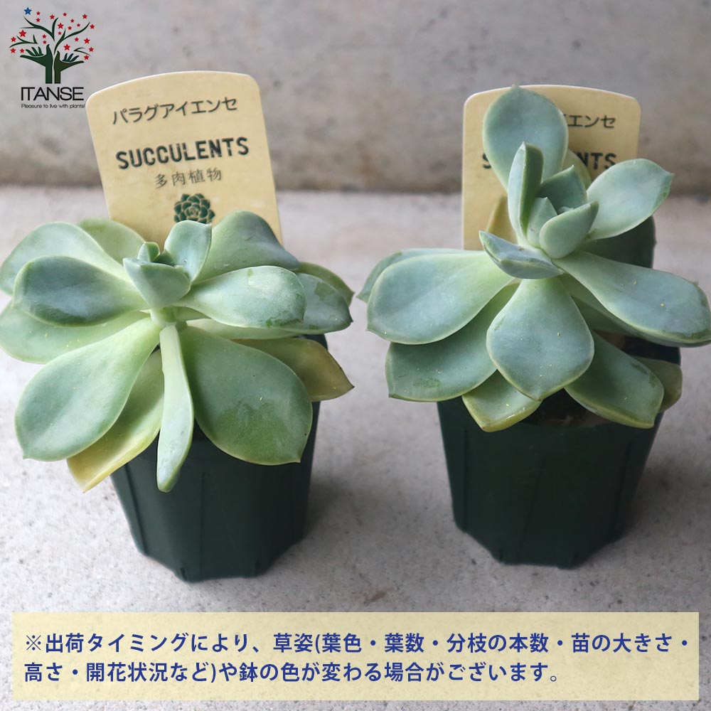 パラグアイエンセ 【多肉植物 2.5号鉢／1個売り】｜ 【植物の