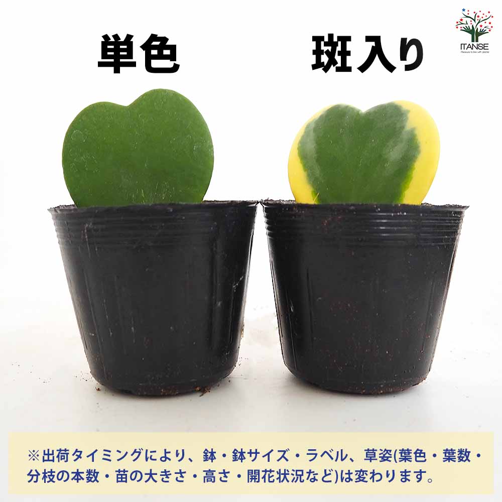ハートホヤ【観葉植物 2号】｜ 【植物のITANSE】全品送料無料