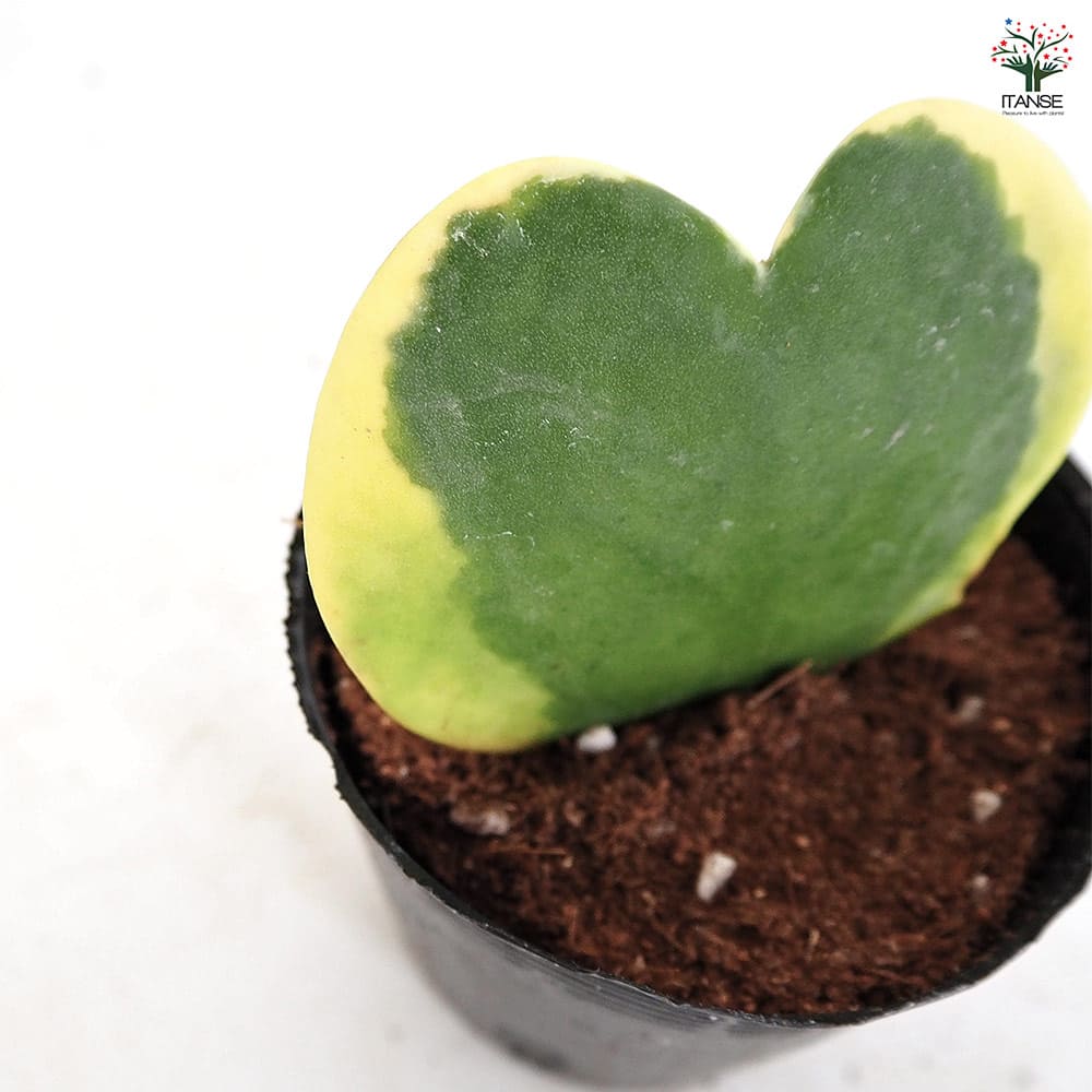 斑入り　ハート　ホヤ　苗　多肉植物。沖縄。山野草。園芸。樹緑。グリーン。限定品。 ラブラブハート♡4号♡斑入りハートホヤ♡多肉植物♡観葉植物 アート