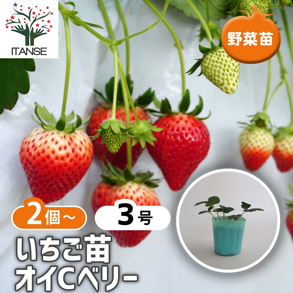 いちごの苗 オイCベリー2個～ 【野菜の苗 3号】｜ 【植物の