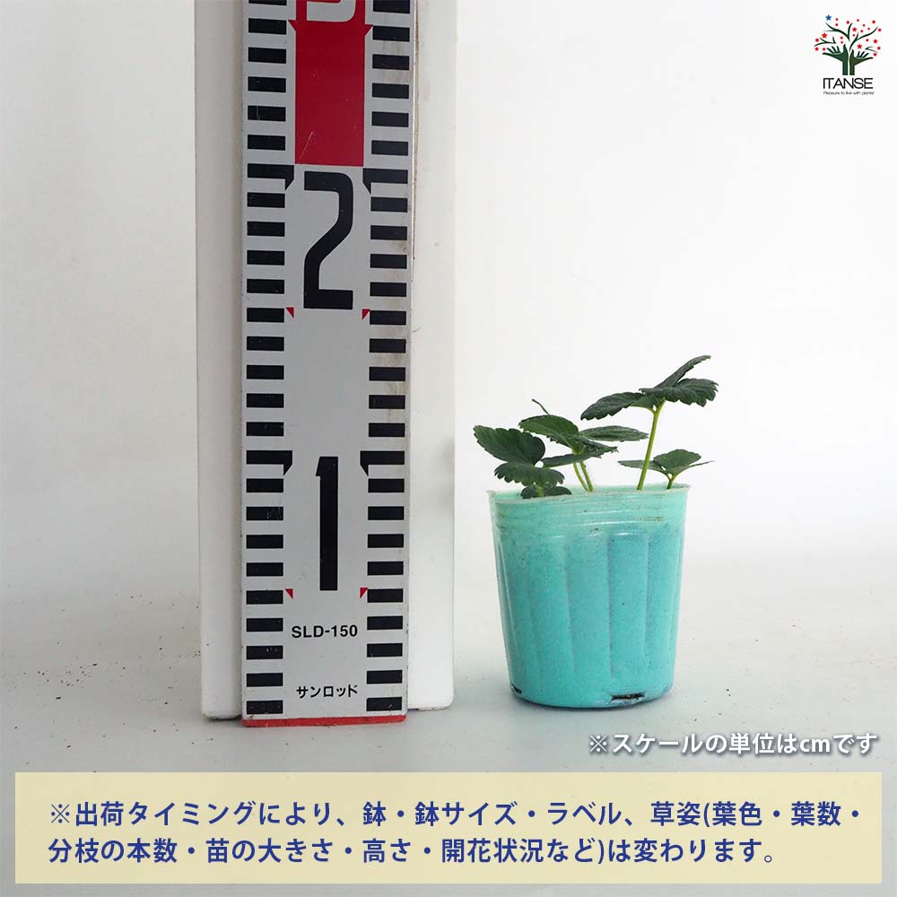 いちごの苗 オイCベリー2個~ 【野菜の苗 3号】