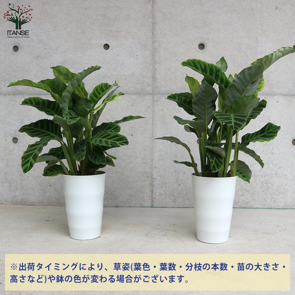 カラテア ゼブリナ【観葉植物 6号／1個売り】｜ 【植物のITANSE