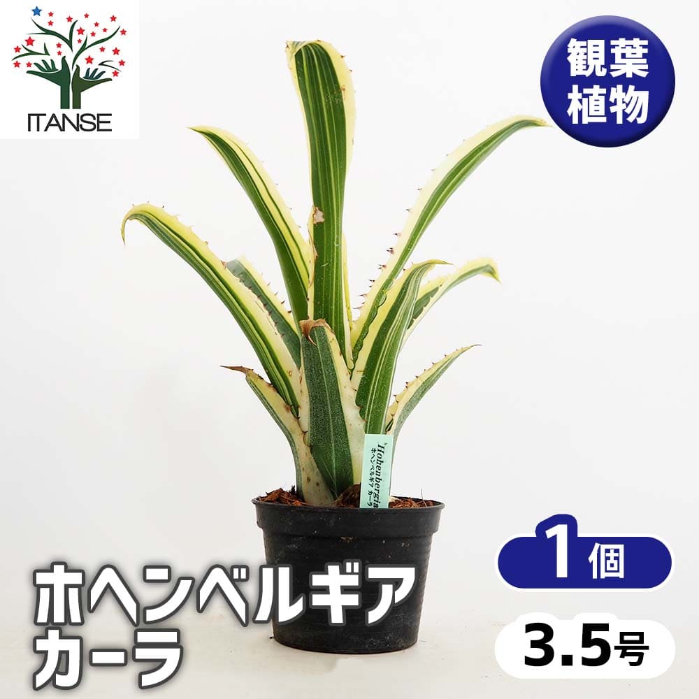 ホヘンベルギア カーラ 【観葉植物 3.5号／1個売り】｜ 【植物の