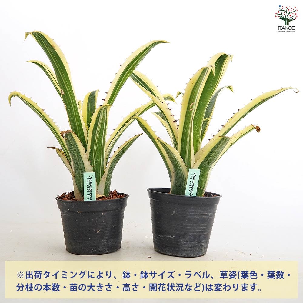ホヘンベルギア カーラ 【観葉植物 3.5号／1個売り】｜ 【植物の
