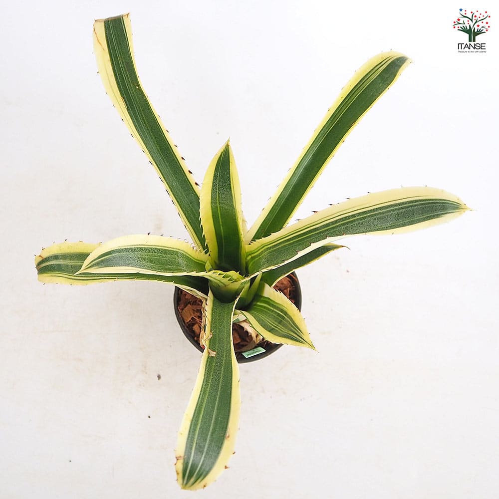 ホヘンベルギア カーラ 【観葉植物 3.5号／1個売り】｜ 【植物の