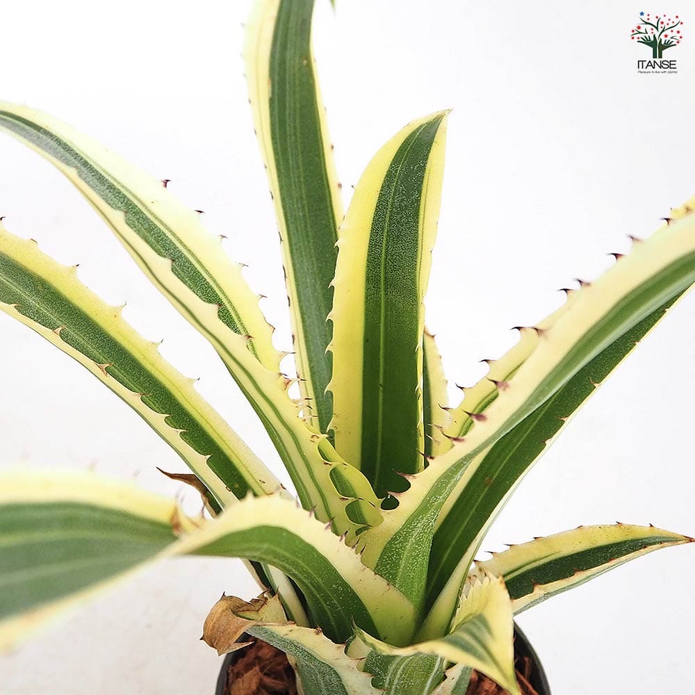 ホヘンベルギア カーラ 【観葉植物 3.5号／1個売り】｜ 【植物の