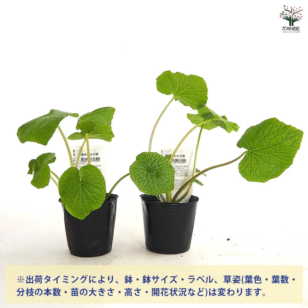 静岡のわさび 【野菜の苗 3号】｜ 【植物のITANSE】全品送料無料