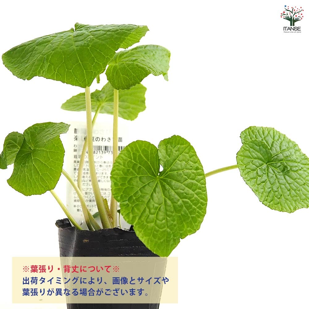 静岡のわさび 【野菜の苗 3号】｜ 【植物のITANSE】全品送料無料