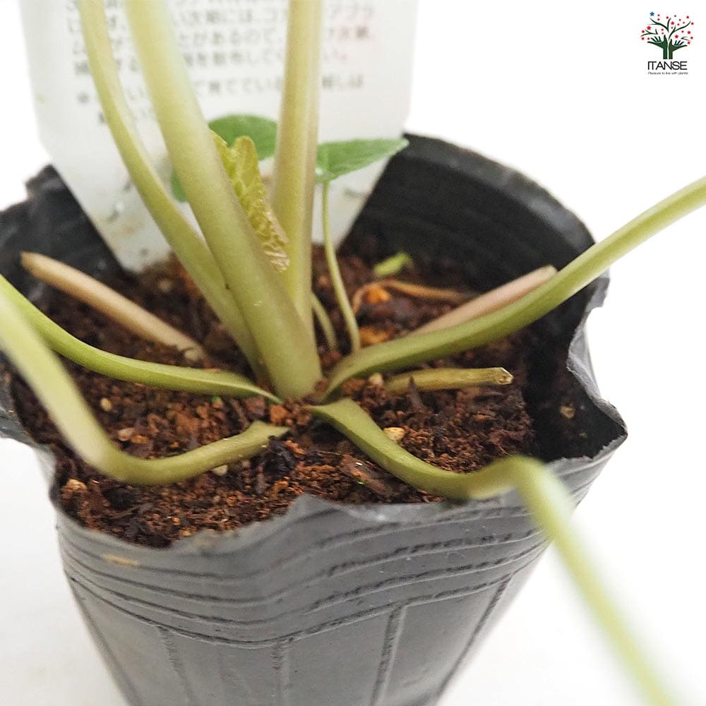 静岡のわさび 【野菜の苗 3号】｜ 【植物のITANSE】全品送料無料