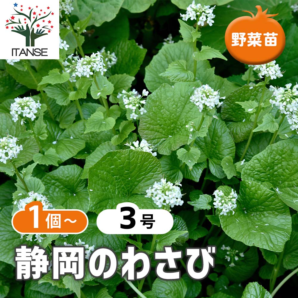 静岡のわさび 【野菜の苗 3号】｜ 【植物のITANSE】全品送料無料