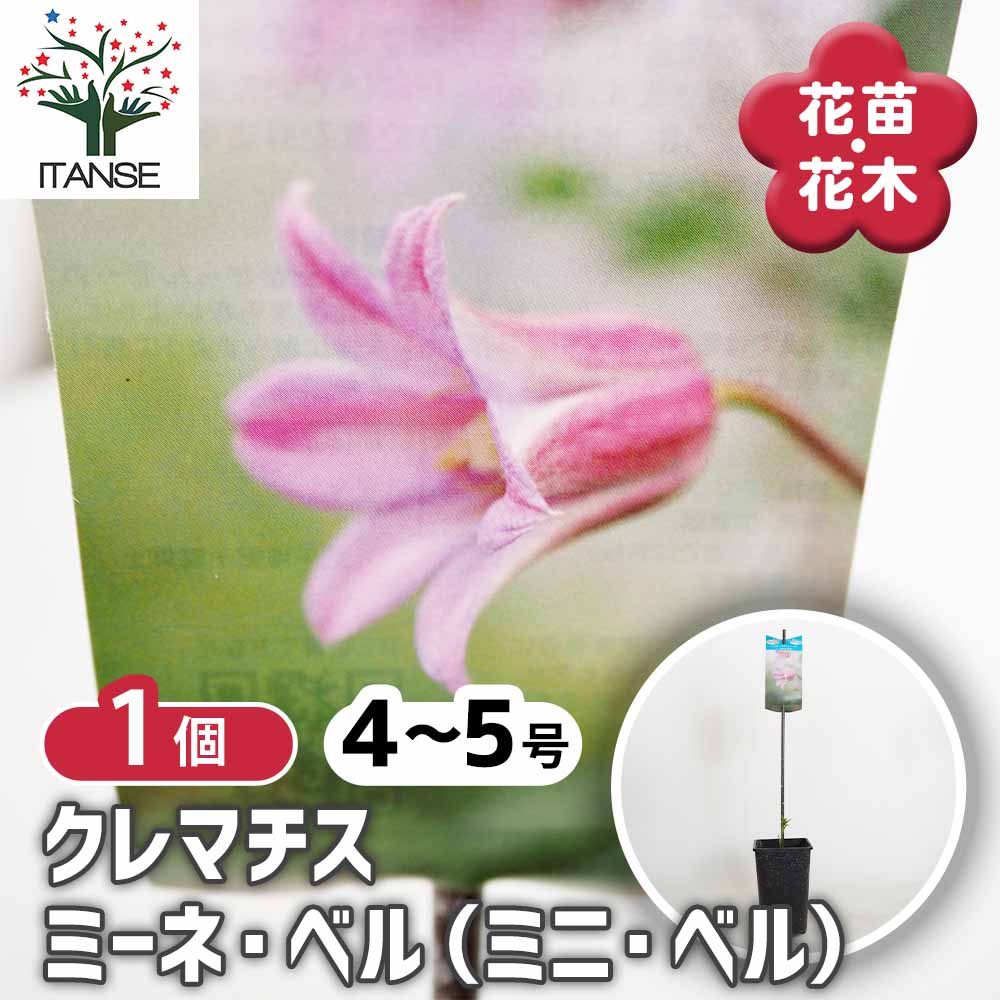 クレマチス ミーネ ベル(ミニ ベル) 【花苗 4号／1個売り】｜ 【植物の