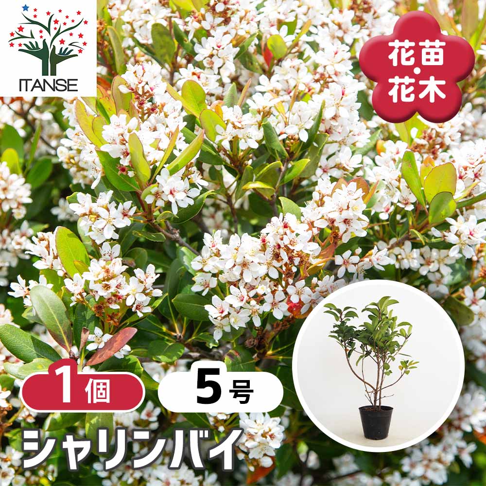 シャリンバイ 【花木苗 5号／1個売り】｜ 【植物のITANSE】全品