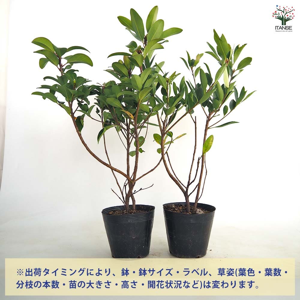 シャリンバイ 【花木苗 5号／1個売り】｜ 【植物のITANSE】全品