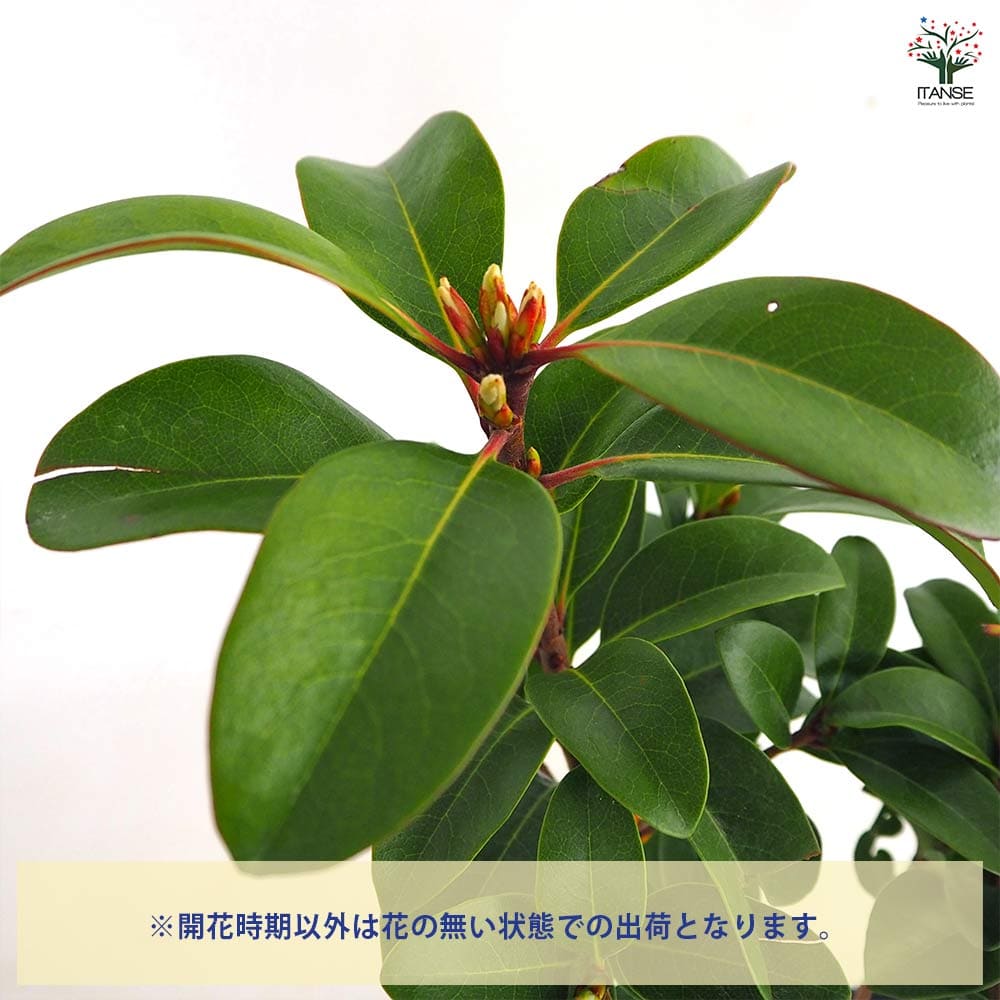 シャリンバイ 【花木苗 5号／1個売り】｜ 【植物のITANSE】全品