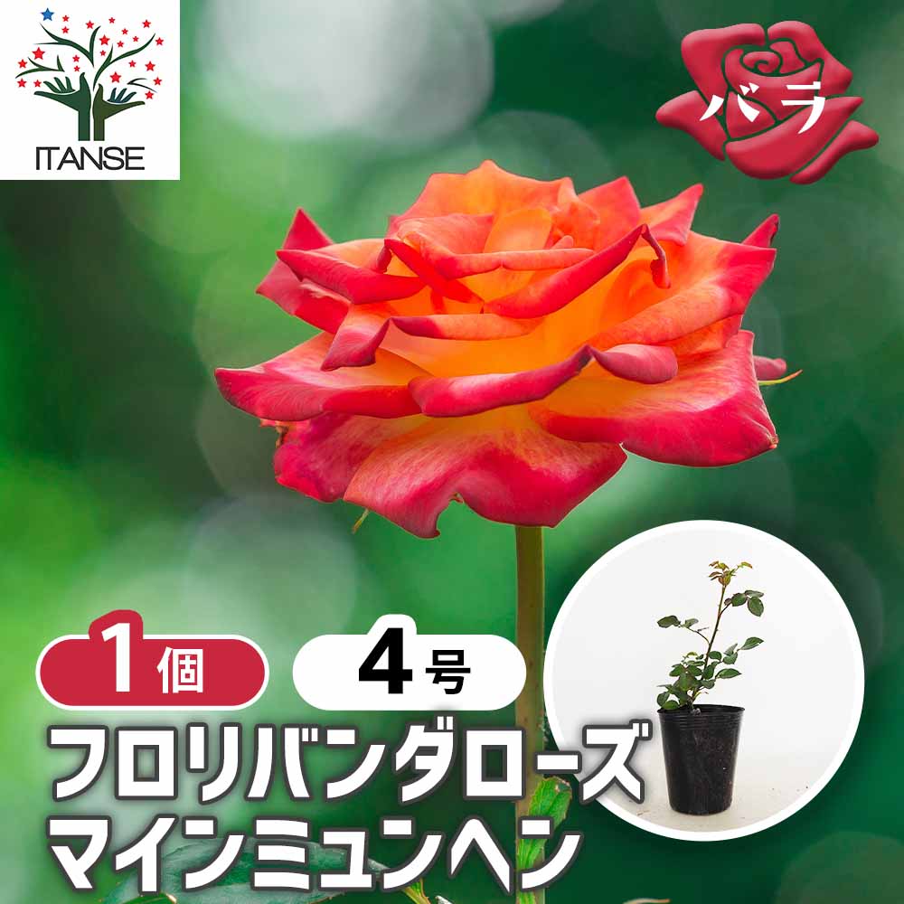 薔薇 マインミュンヘン 接木 【花木苗 4号／1個売り】｜ 【植物の