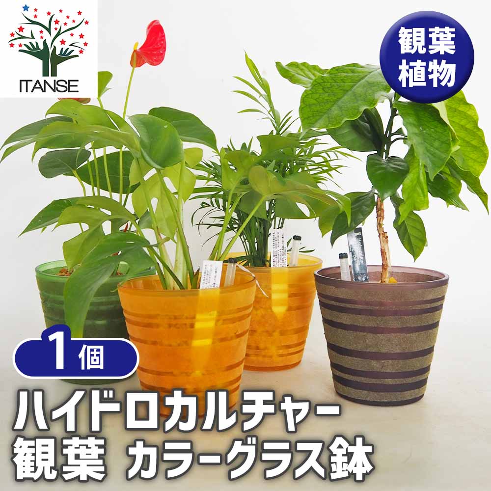 ハイドロカルチャー 観葉 カラーグラス鉢 【観葉植物 ／1個売り