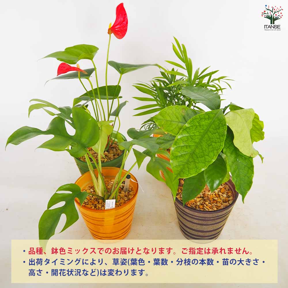 ハイドロカルチャー 観葉 カラーグラス鉢 【観葉植物 ／1個売り