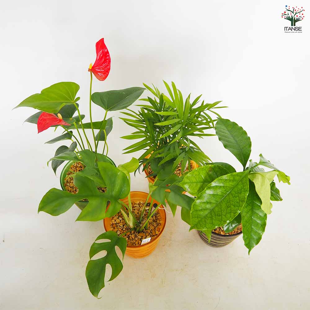 ハイドロカルチャー 観葉 カラーグラス鉢 【観葉植物 ／1個売り