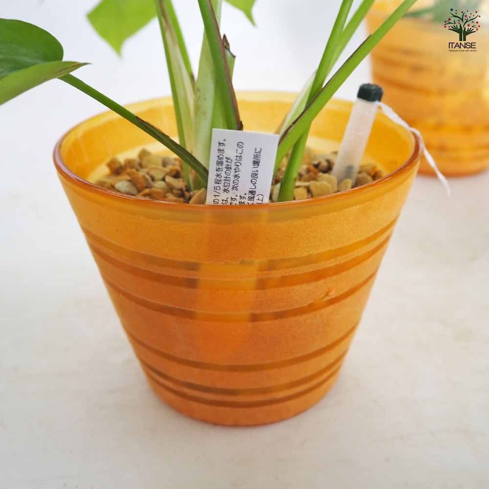 ハイドロカルチャー 観葉 カラーグラス鉢 【観葉植物 ／1個売り