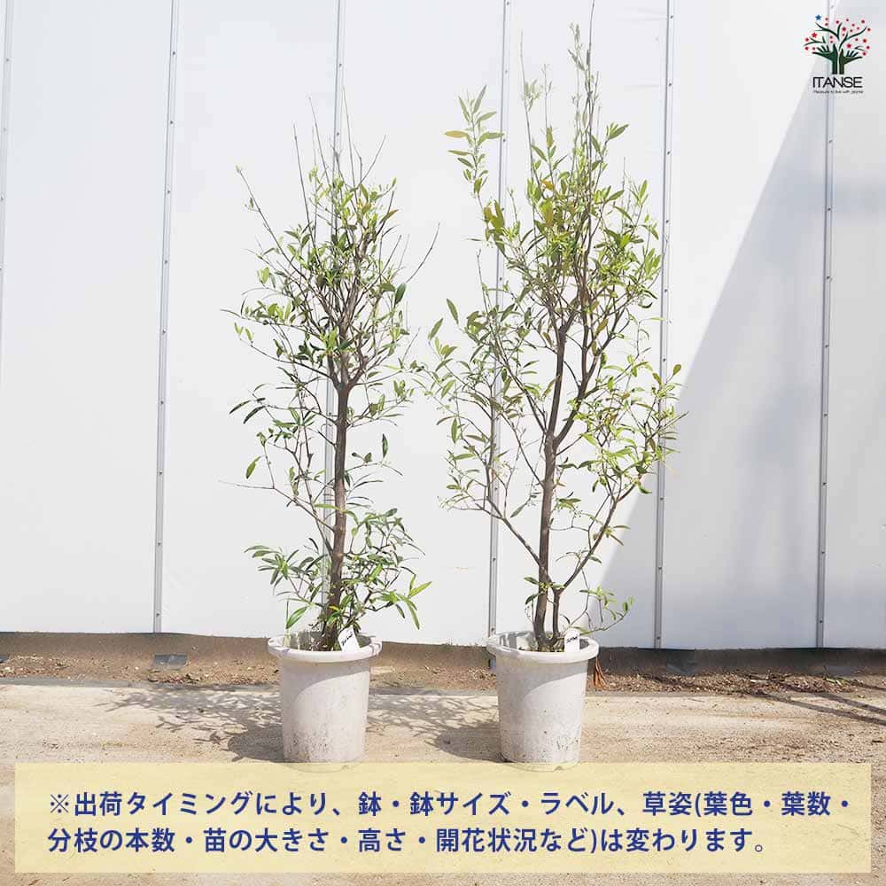 オリーブ エメラルド 【果樹の苗木 8号／1個売り】｜ 【植物の