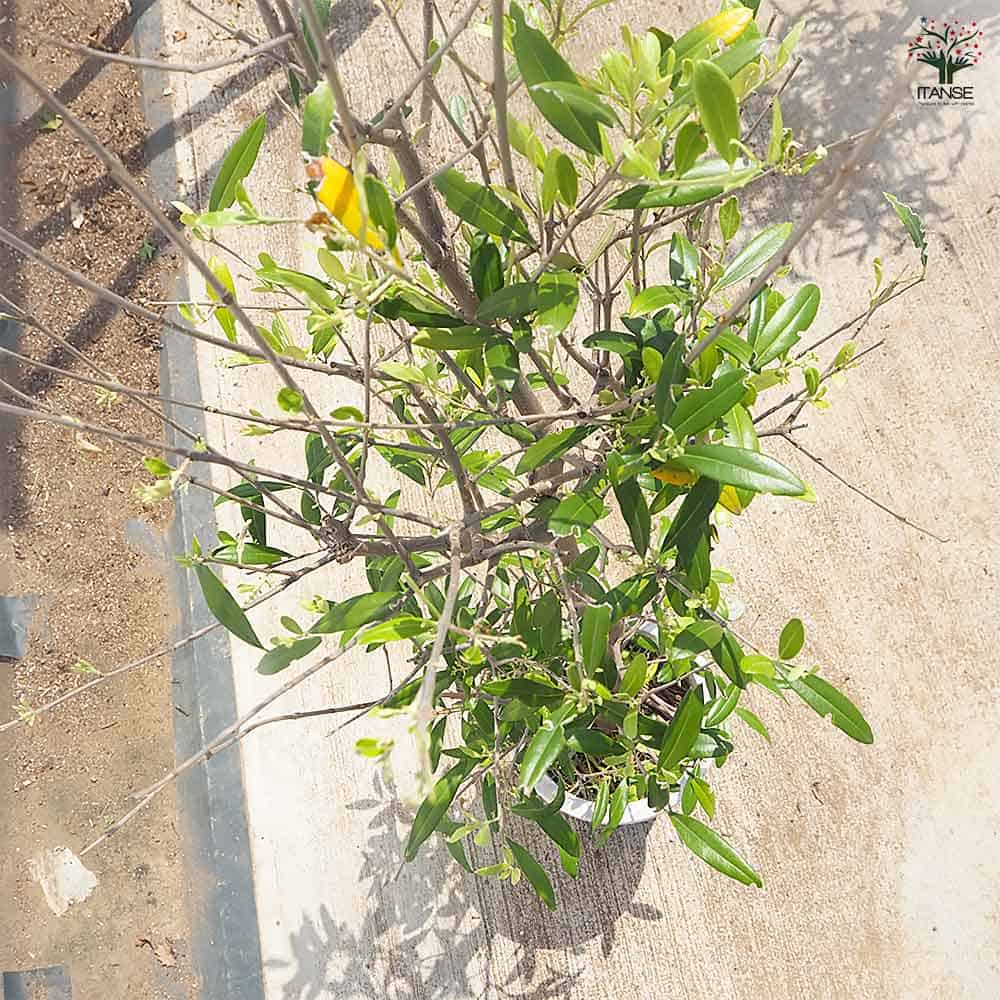 オリーブ エメラルド 【果樹の苗木 8号／1個売り】｜ 【植物の