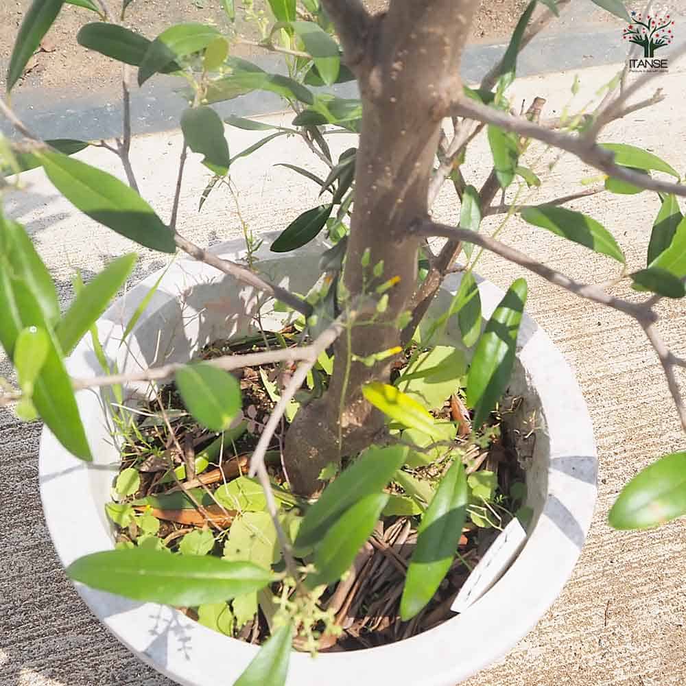 オリーブ エメラルド 【果樹の苗木 8号／1個売り】｜ 【植物の