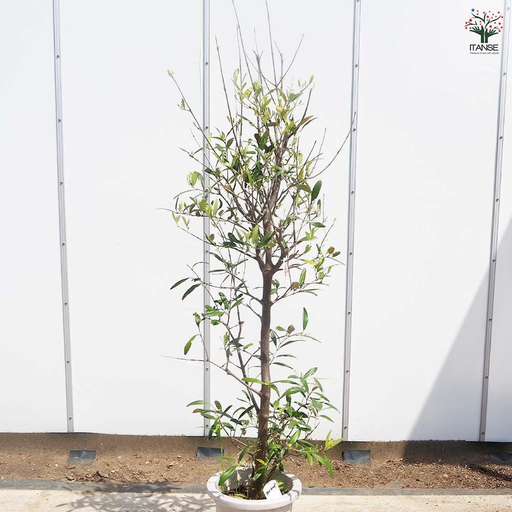オリーブ エメラルド 【果樹の苗木 8号／1個売り】｜ 【植物の