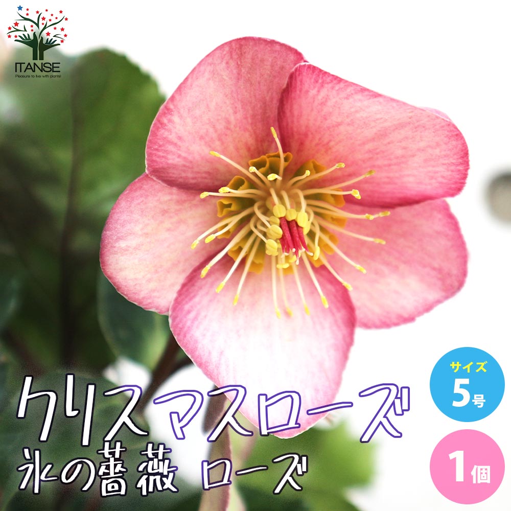 クリスマスローズ 氷の薔薇 ローズ【花苗 5号鉢/1個売り】