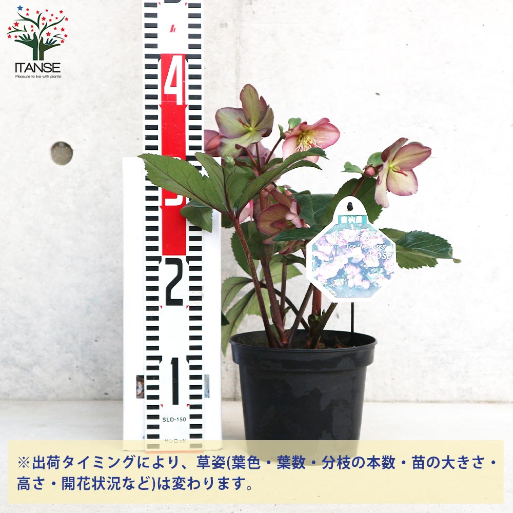 クリスマスローズ 氷の薔薇 ローズ【花苗 5号鉢/1個売り】