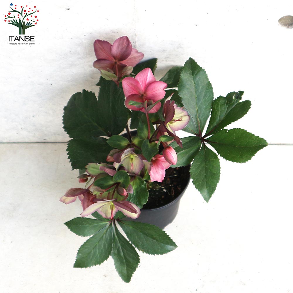 クリスマスローズ 氷の薔薇 ローズ【花苗 5号鉢/1個売り】