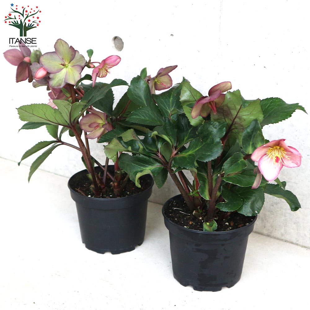 クリスマスローズ 氷の薔薇 ローズ【花苗 5号鉢/1個売り】