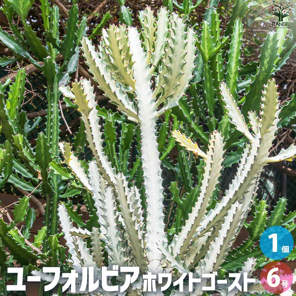 ユーフォルビア ホワイトゴースト【多肉植物 6号鉢/1個売り】