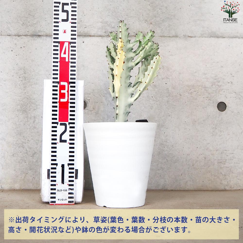 ユーフォルビア ホワイトゴースト【多肉植物 6号鉢/1個売り】