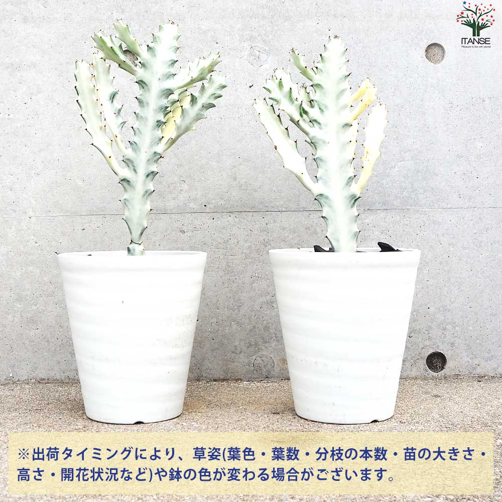 ユーフォルビア ホワイトゴースト【多肉植物 6号鉢／1個売り