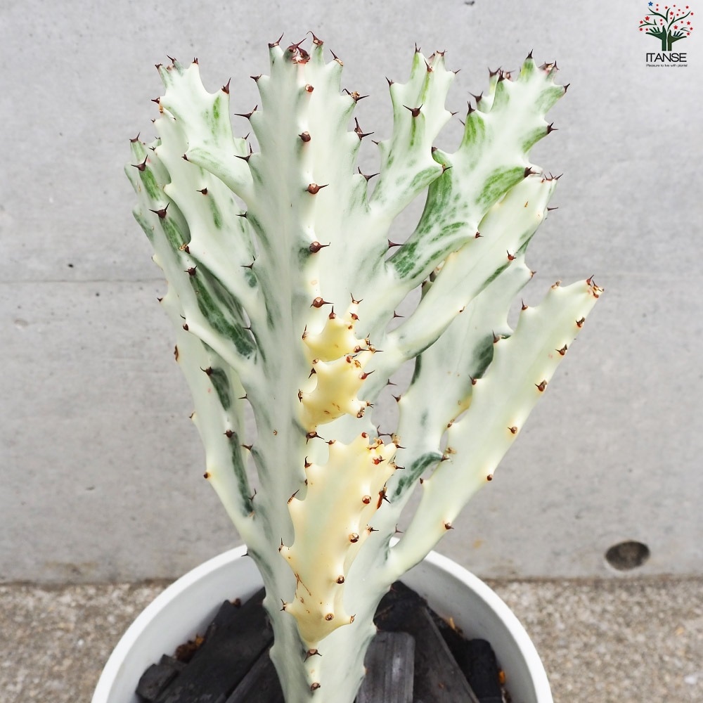 ユーフォルビア ホワイトゴースト【多肉植物 6号鉢／1個売り