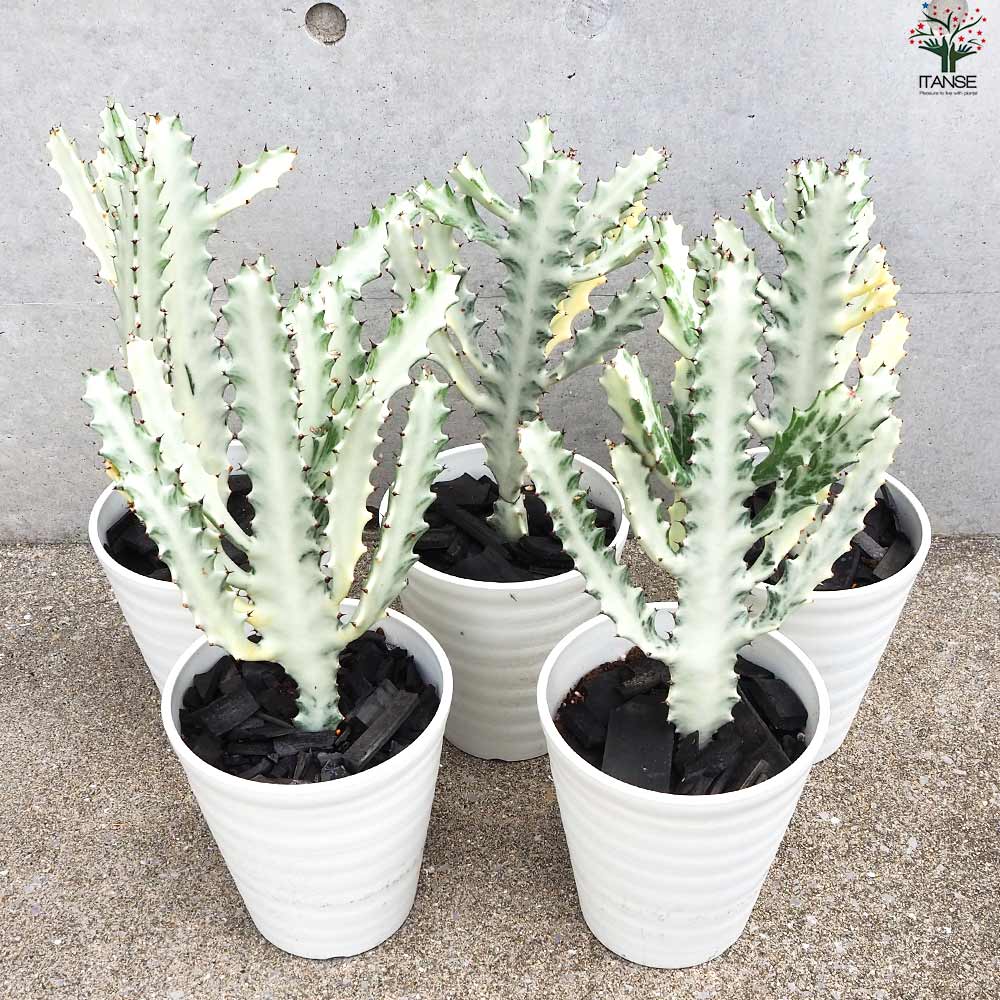 ユーフォルビア ホワイトゴースト【多肉植物 6号鉢/1個売り】