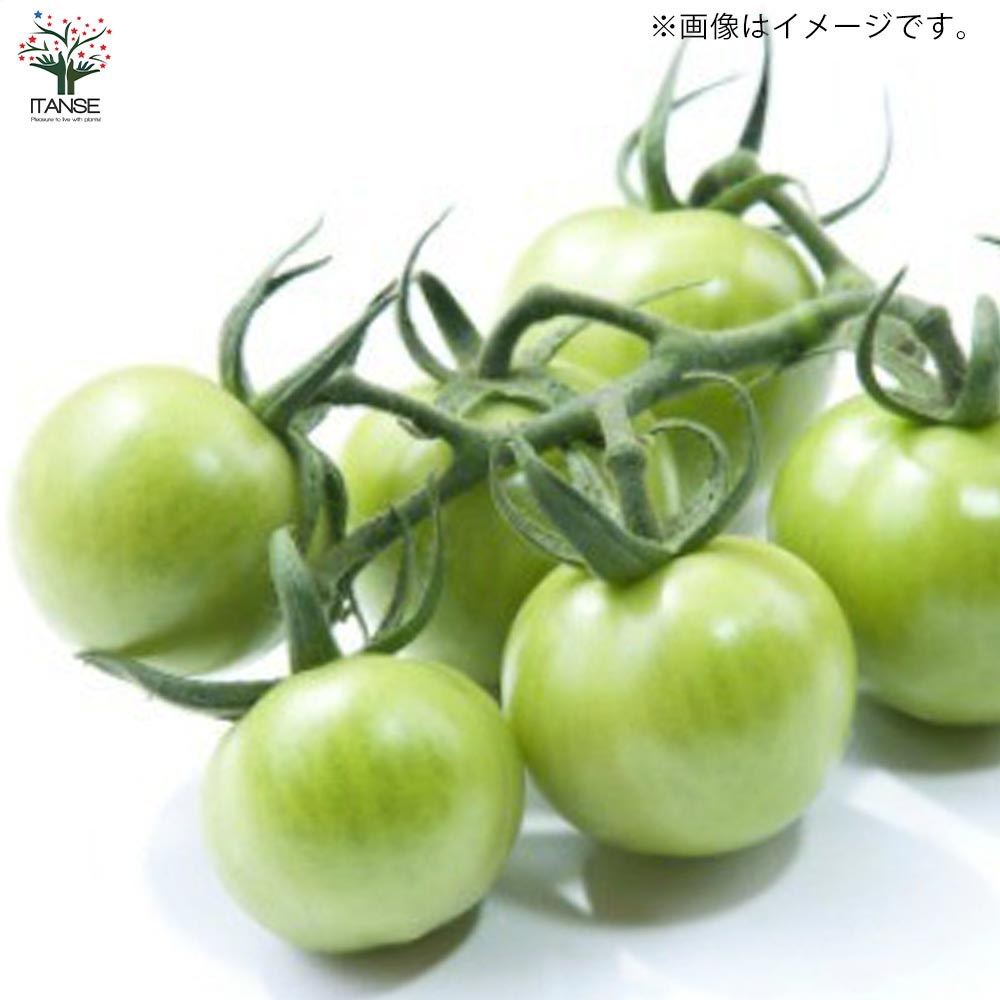 プチぷよ2 赤実/プチぷよ 黄色実・グリーン 各1個 3色セット 新食感！薄皮ミニトマト【10.5cmポット 自根苗】